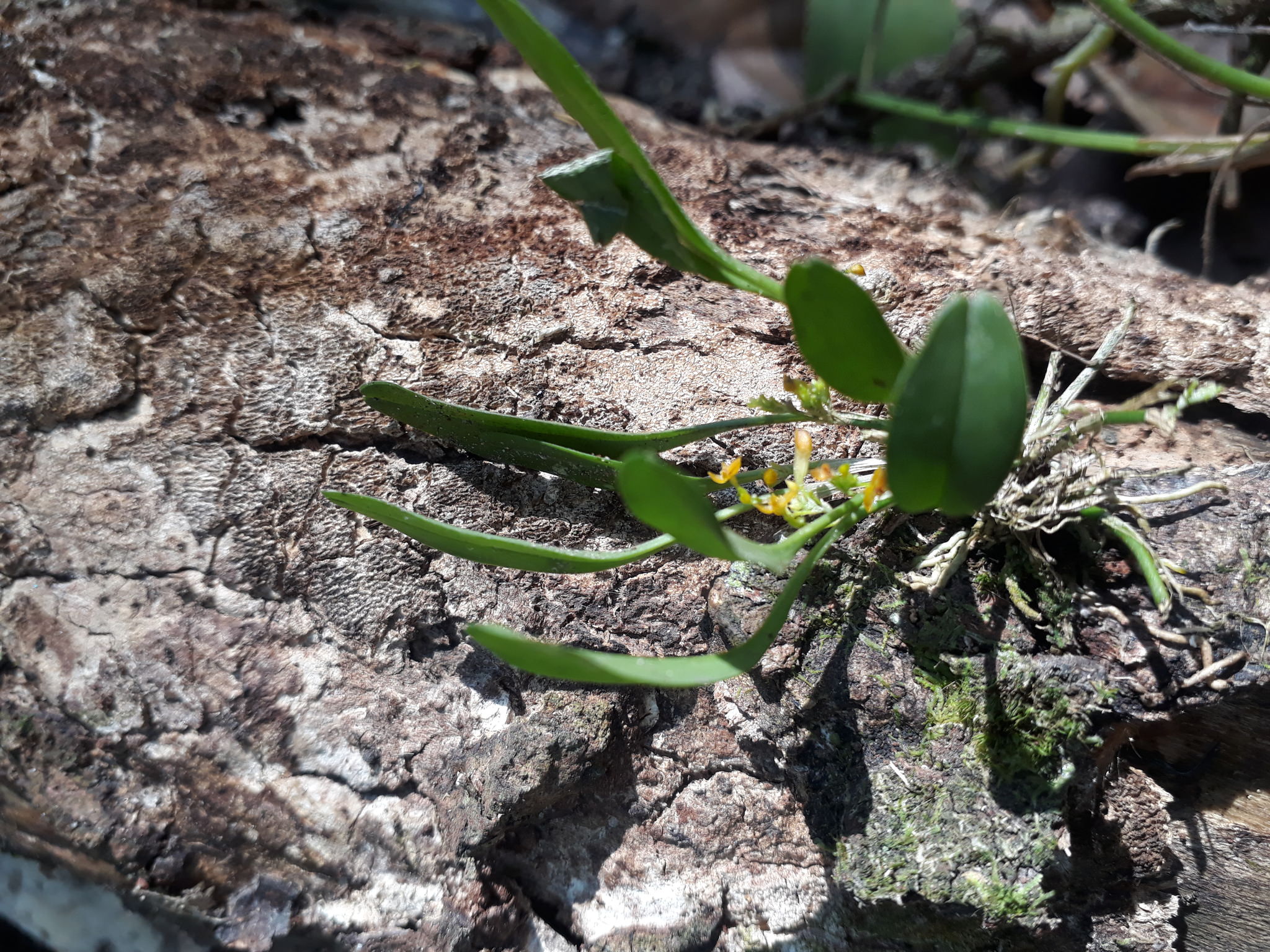 Platystele stenostachya